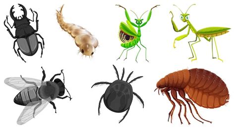 Conjunto De Diferentes Tipos De Insectos Vector Gratis