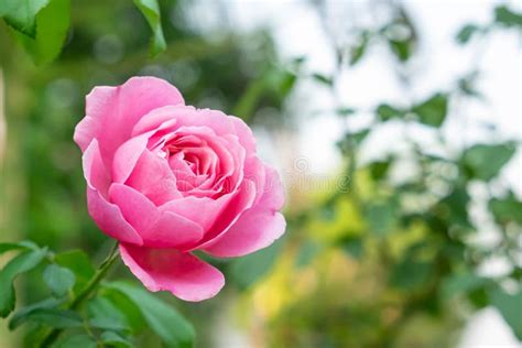 Blooming Pink Rose Flower Stock Photo Image Of Bloom 180134662