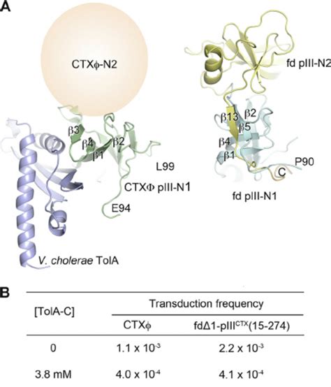 Putative Position Of Ctx ␾ Piii N2 Relative To N1 And Inhibition Of Download Scientific Diagram