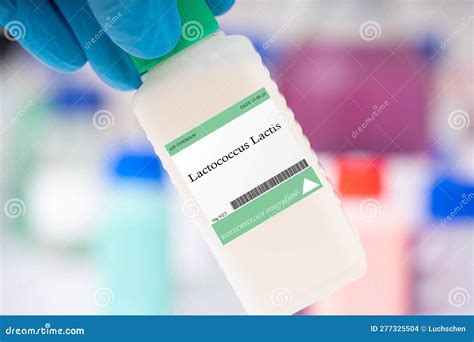 Lactococcus lactis stock photo. Image of microalgae - 277325504