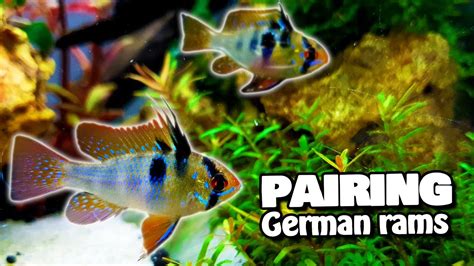 Definitive German Blue Ram Pairing Guide Watch This If You Plan To