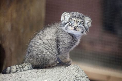 マヌルネコの赤ちゃん 動物園放浪記