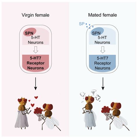 Sex Peptide Regulates Female Receptivity Through Serotoninergic Neurons In Drosophila Iscience