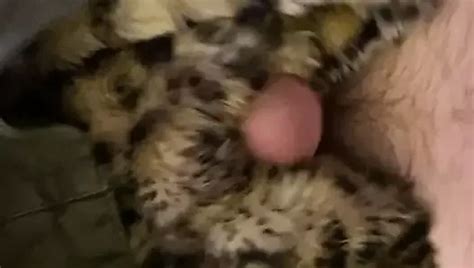 Arctic Fox Fur Stroke Free Stroke Porn XHamster