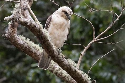 Hawaiian Hawk – birdfinding.info