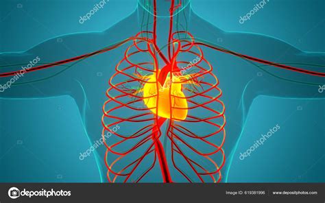 Human Circulatory System Heart Anatomy Stock Photo By ©magicmine 619381996