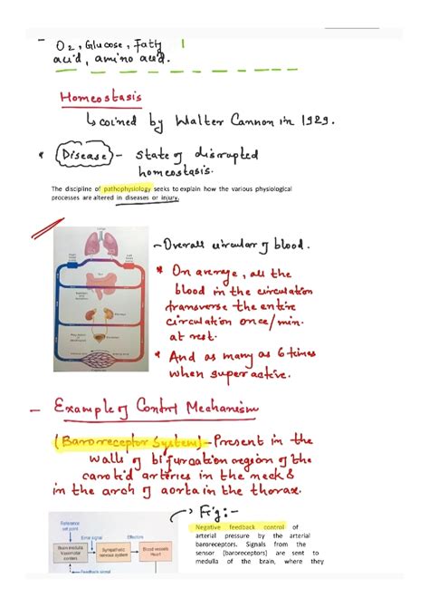 SOLUTION Physiology Of Body Homeostasis Studypool