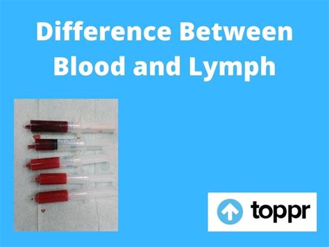 Explore the Difference Between Blood and Lymph in Biology