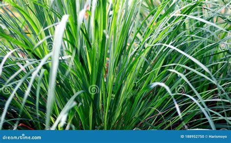 Sereh Or Serai Plant Cymbopogon Citratus Leaves Indian Lemon Grass Leaf Stock Image