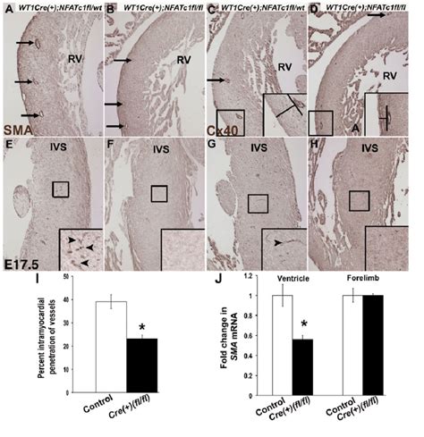 Wt1 Crenfatc1flfl Embryos Have Reduced Investment Of Activated