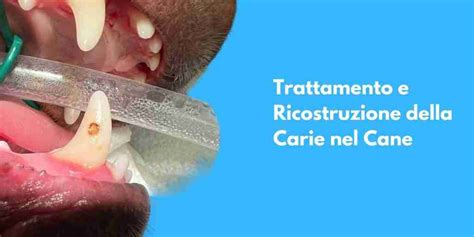 Carie Nel Cane Cura E Ricostruzione Del Dente