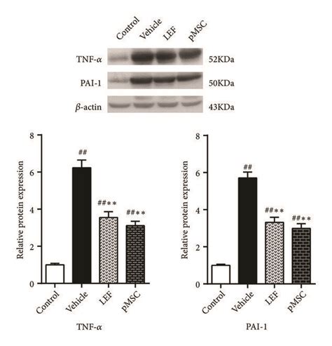 Quantitative Analysis Of Western Blot Levels Of Phospho Nf κb Tnf α