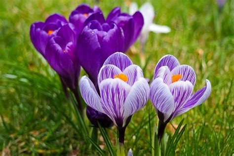 Krokus Bloem Lente Het Gratis Foto Op Pixabay