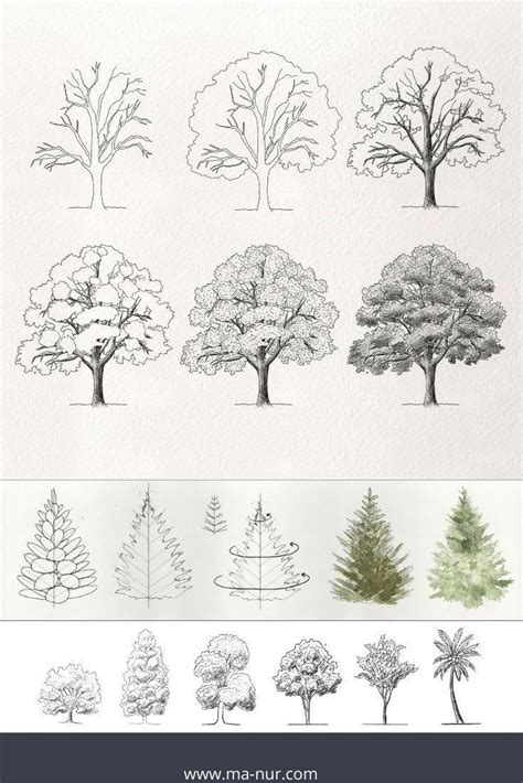 Pin By Вереск ландшафтная мастерска On растения план Trees Drawing