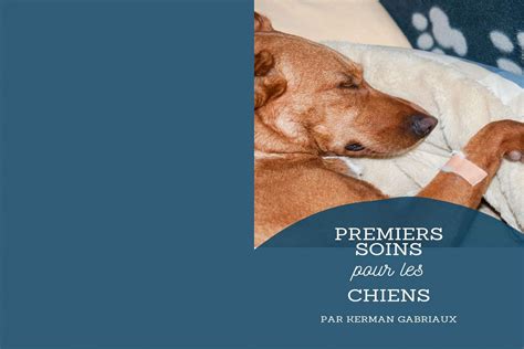 Premiers Secours Pour Les Chiens Ce Qu Il Faut Faire Avant D Emmener