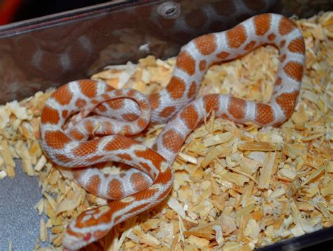 Butter Het Scaleless Pos Het Hypo Lavender Anery Bloodred Free