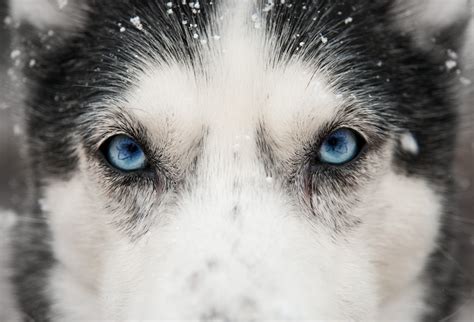 Close Up Husky Eyes Photo One Big Photo
