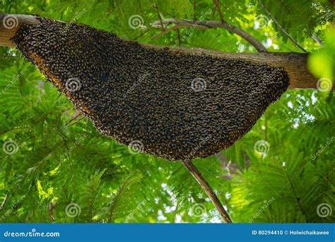 The Beehive A Beehive Hanging From A Tree Stock Photography