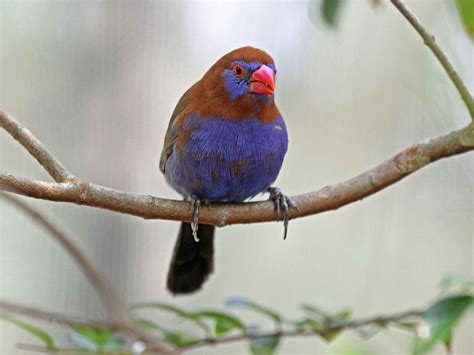 Purple Colored Birds All Information About Purple Colored Birds