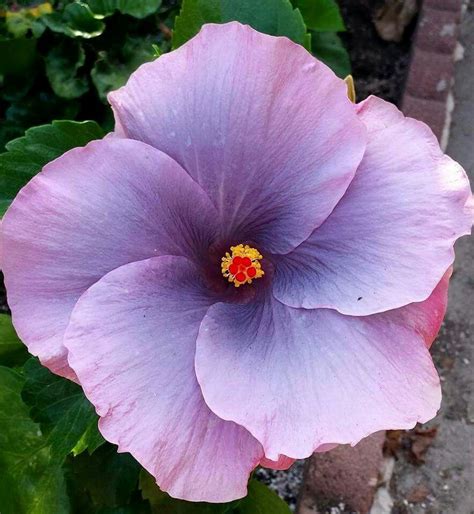 Tahitian Lavender Mist Hibiscus White Perennial Flowers Purple Flowers