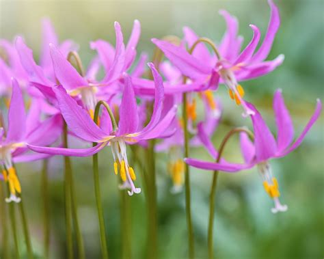 Woodland Plants 10 Of The Best For Shady Areas In A Garden Homes