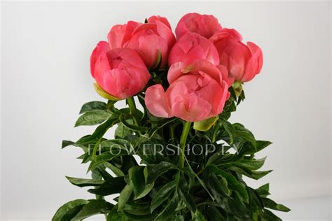 Peonijas Sarkanas Paeonia Coral Coral Sunset Pērciet Rīgā Vietnē