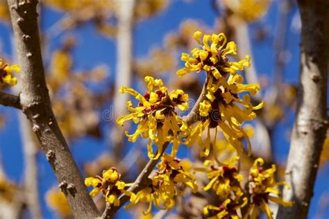 Witch Hazel That Yellow Beautiful Flowers Bloom Early Spring Stock