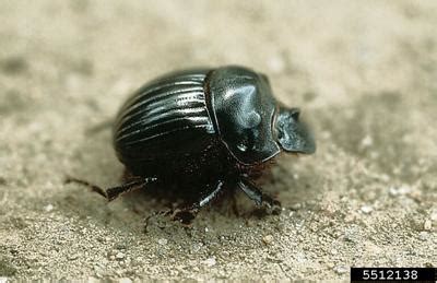 Dung Beetles: The original poop scooper | News | farmtalknews.com