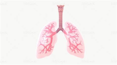 Respiratory System 3d Model With Animation