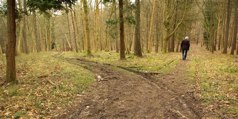 Two Roads Diverged In A Yellow Wood Painting At Paintingvalley