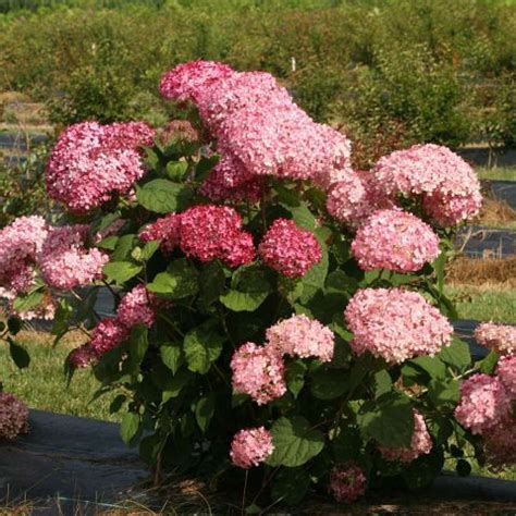 Гортензия древовидная Bella Anna (Hydrangea arborescens Bella Anna)