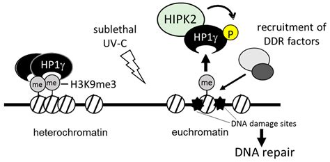 Ijms Free Full Text Homeodomain Interacting Protein Kinase 2 A