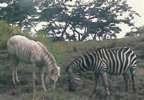 Meet Zoe The Rare Golden Zebra Owlcation