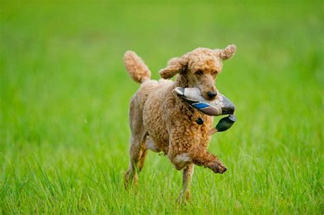 Hunting Poodles Capture Life Through The Lens