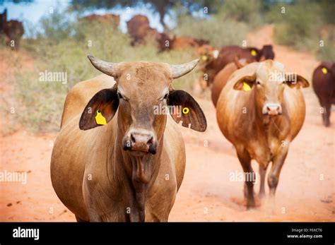 Beef Cattle On A Farm Namibia Stock Photo Alamy