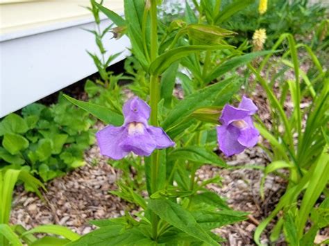 Monkey Flower Seeds Certified Organic Flowers Garden Hoard