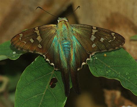 Long Tailed Skipper Urbanus Proteus Bugguide Net