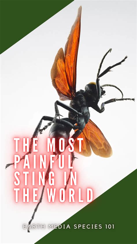 The Most Painful Stings In The World By Youtube Earth Media Species