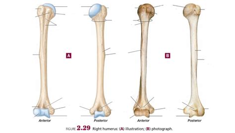 humerus Diagram | Quizlet