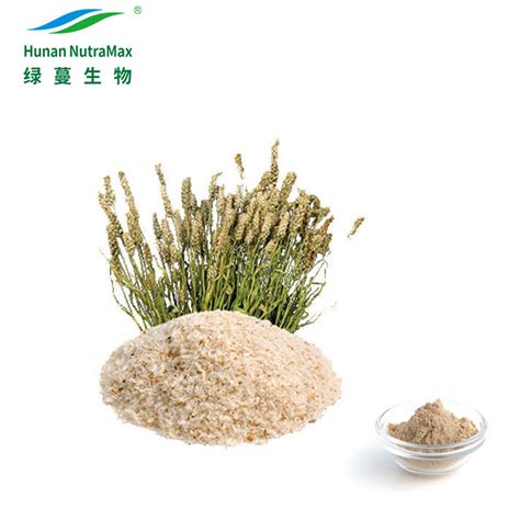 Gmp Factory Supply Psyllium Husk Powder 98 For Vegan Diet China Psyllium Husk Powder And