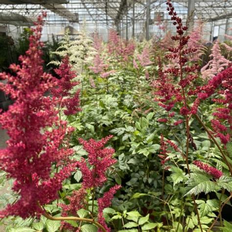 Astilbe – Perennials › Anything Grows