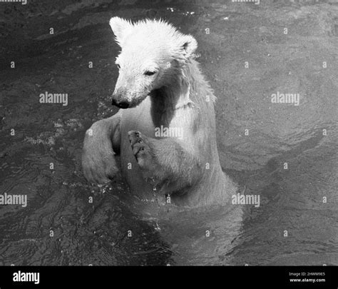 Paddiwack The London Zoo Polar Bear Cub Takes His First Plunge Into His