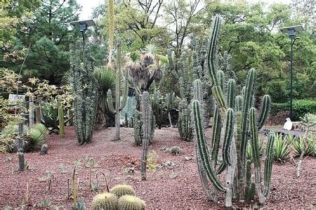 Cactáceas qué son características hábitat cultivo usos y especies