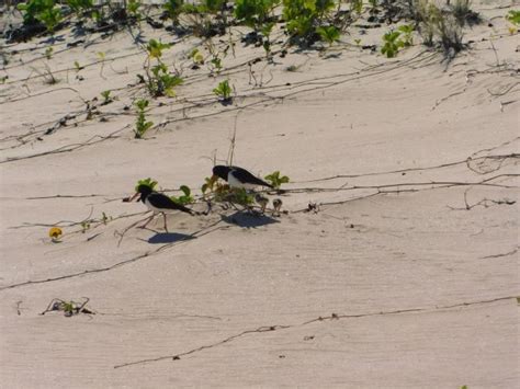 Pied Oystercatcher eggs become chicks - 10,000 Birds