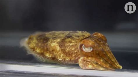 How Cuttlefish Use What They See to Activate Camouflaging Pigment Cells to Hide in Plain Sight