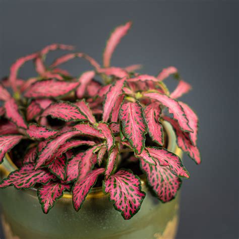 Fittonia Mosaic Pink Forest Flame Sklep Z Roślinami Mała Szklarnia