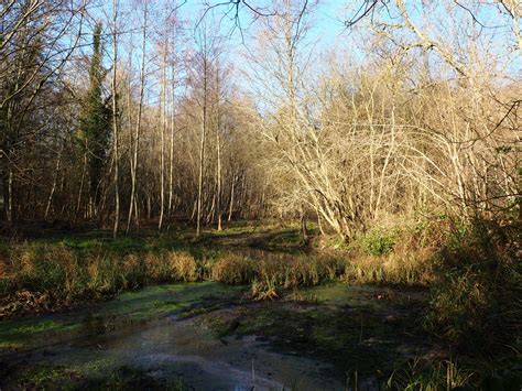 La mare en hiver Forêt de Versailles F Jacques Delaire Flickr