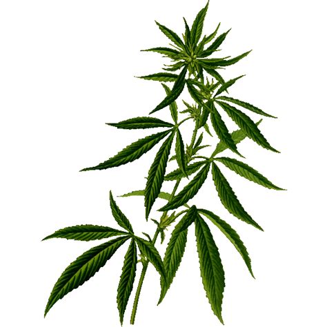 Cannabis Silhouette Free Svg