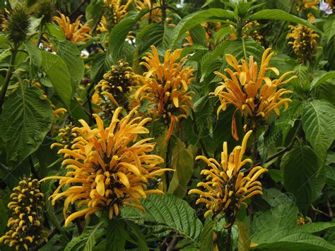 El Pavón Amarillo Justicia Aurea Acanthaceae Mundoforestal