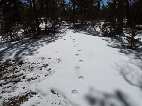 A Colorado Hunters Life Mountain Lion Tracks